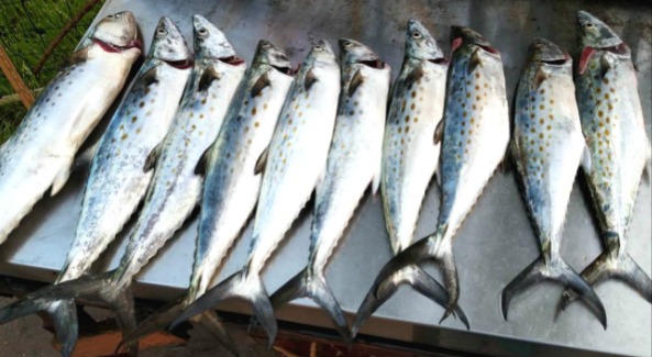 F1) 【Lowest price $1.7 each】Spanish mackerel spoon, 10pc, each 32g (1.13oz)  – HookSharp